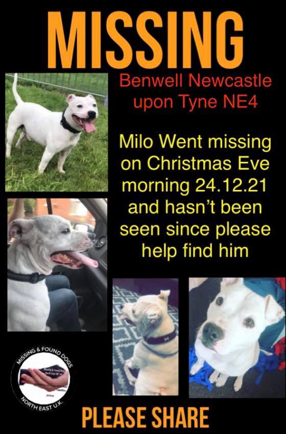 The_Animal_Team's tweet photo. 💥REWARD FOR SAFE RETURN💥 #Milo is #missing #stolen from #Benwell #NewcastleUponTyne #NE4 area, since the morning of 24/12/21. https://t.co/i198v3H6IZ &amp; https://t.co/XAKQsE5QXv #dogsoftwitter #MissingDog #dogs https://t.co/imLvc7fNC2