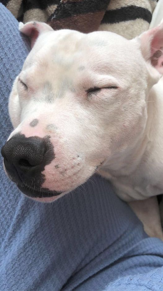 The_Animal_Team's tweet photo. 💥REWARD FOR SAFE RETURN💥 #Milo is #missing #stolen from #Benwell #NewcastleUponTyne #NE4 area, since the morning of 24/12/21. https://t.co/i198v3H6IZ &amp; https://t.co/XAKQsE5QXv #dogsoftwitter #MissingDog #dogs https://t.co/imLvc7fNC2