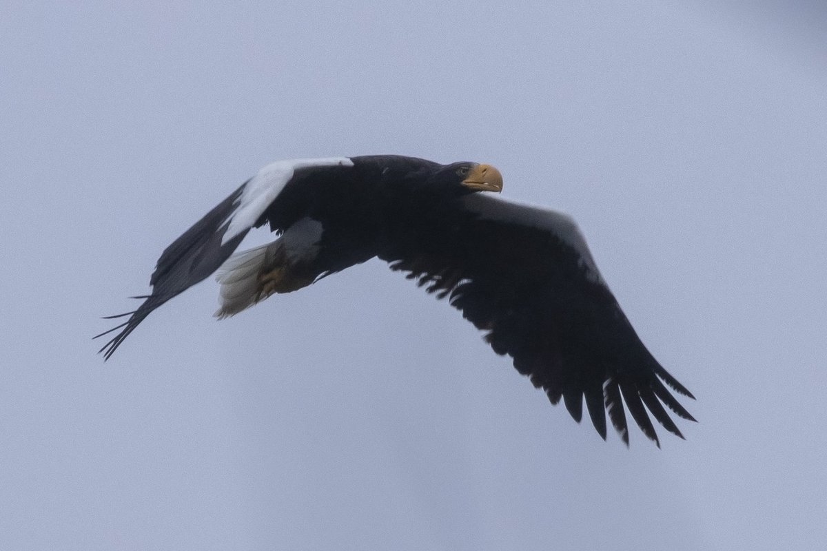 Incredible experience watching the #stellersseaeagle in #georgetown #Maine today. After a distant but very satisfactory view of the perched bird, it took off after a much smaller Bald Eagle and flew almost overhead. Thanks @grayhavensinn for the hospitality to the crazy birders!