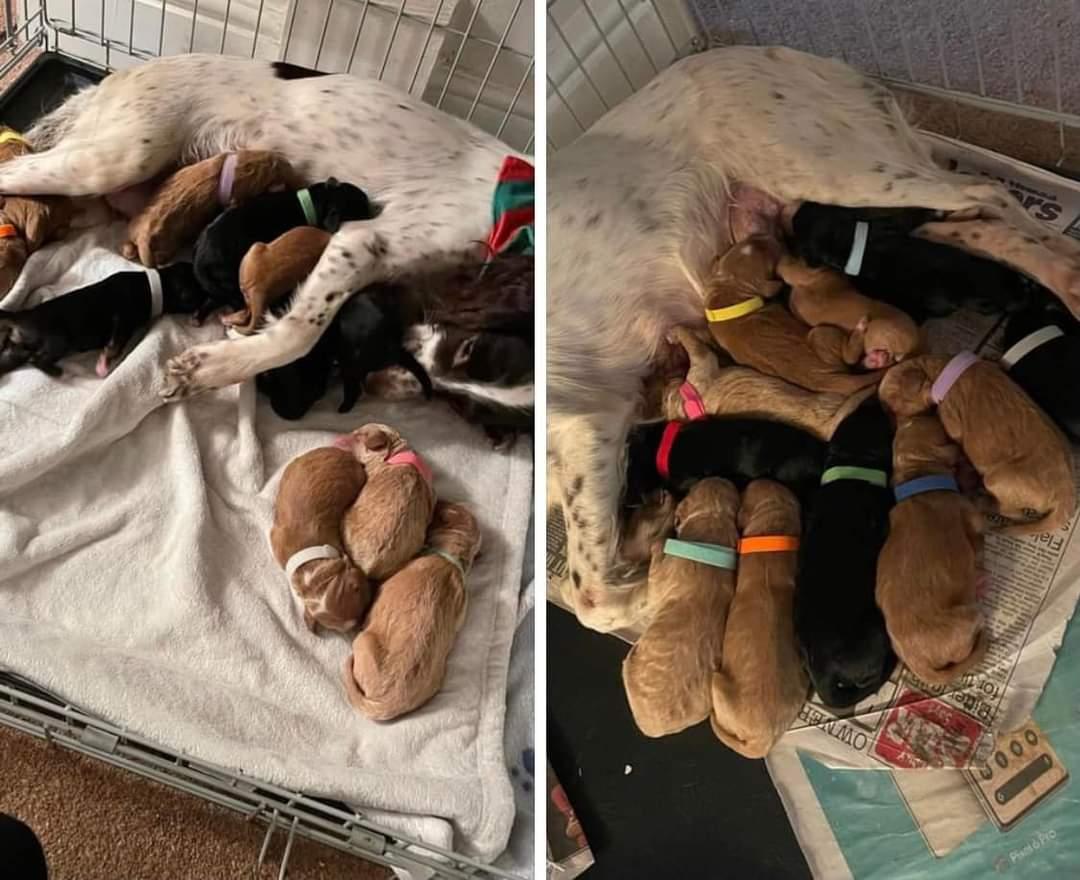 MissingPetsGB's tweet photo. 🐕 URGENT STOLEN - 11 young Puppies nearly 6 Weeks Old &amp; Mum Dog #Stolen From $Bexleyheath #Kent On 24/12/2 Christmas Eve.
Breeder Beaten Up black &amp; blue
URGENT SHARES PLEASE🙏
CRN 3917268/21
https://t.co/AyhazvNj2s https://t.co/LbV0ZAYePD