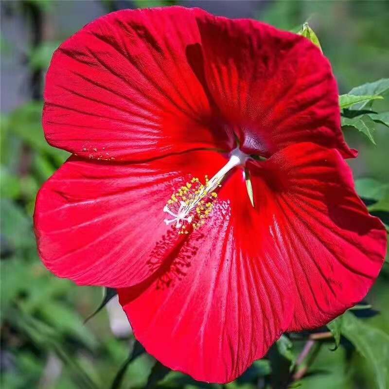 hly677's tweet photo. 亲爱的朋友们早上好
Good morning dear my friends
🌹🌺🌺🎶❤️💜💛 https://t.co/biD3KAMjfX