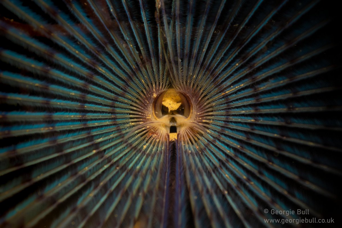 georgie_bull_'s tweet photo. I've wanted to take an image like this for years, but finally had a stroke of luck and the right gear to pull it off! #ukdiving #worm #fanworm https://t.co/aKFCVkgFEh