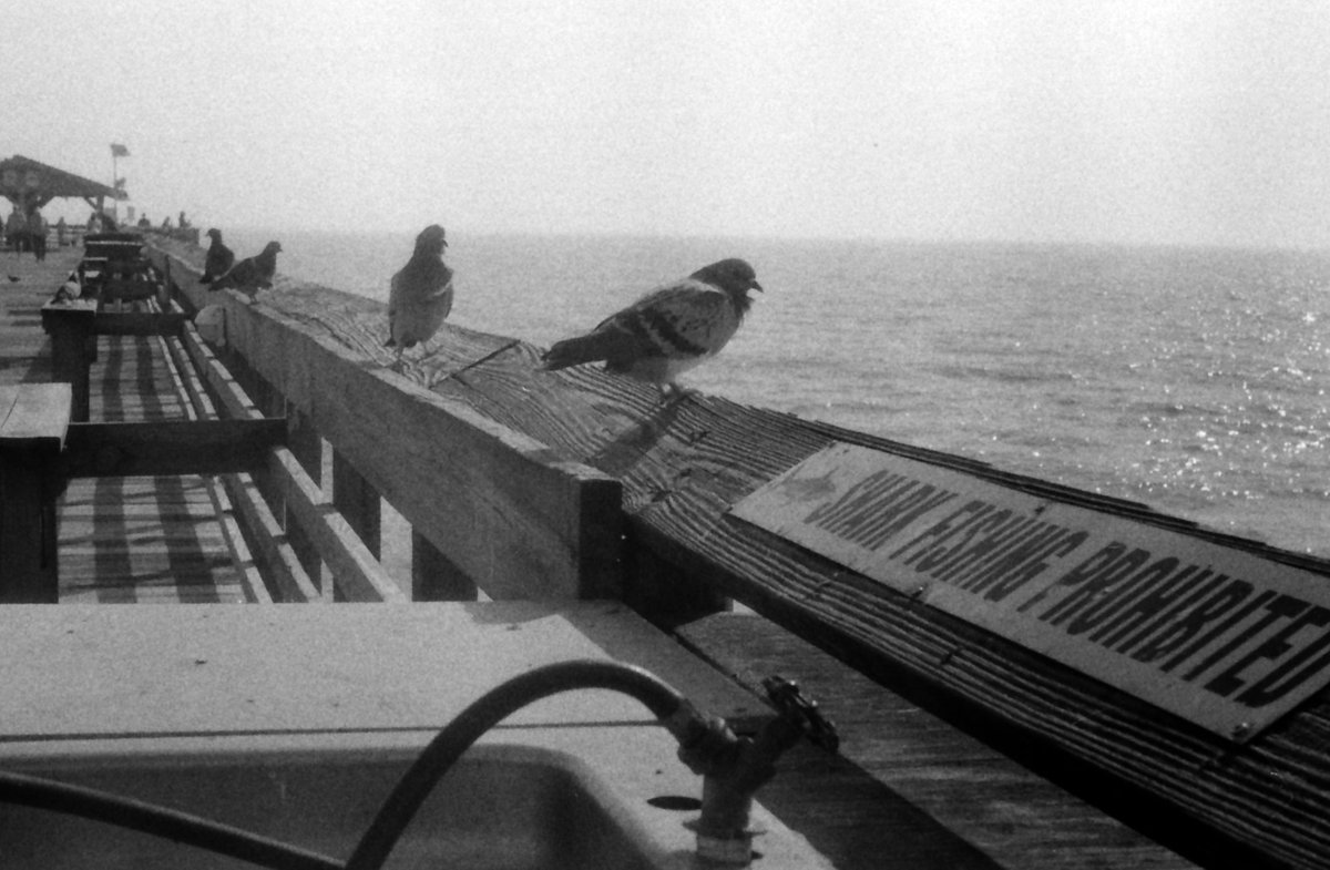 ThatCameraShow's tweet image. Starting the year off right. Argus C4 and expired Arista 400. #filmphotography