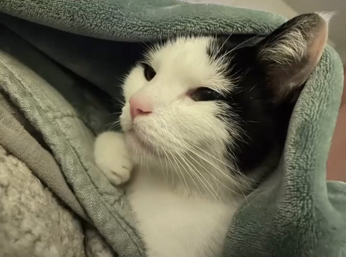 amyewilkins's tweet image. If anyone in the LA area is looking for some extra sweet @JortsTheCat merch, sweet guy Buddy is looking for a home without other cats. He’s been through a lot, but is incredibly loving. petfinder.com/cat/buddy-5371…