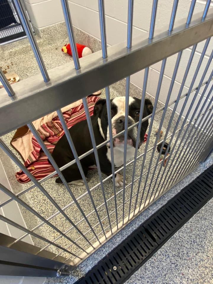 AmyHwang03's tweet photo. Some animals found at the Foothills Animal Shelter - this is a THREAD with multiple photos - please scroll through to see if you recognize one of these animals! #marshallfire #colorado #lostpetsCO https://t.co/674A5LiqnL