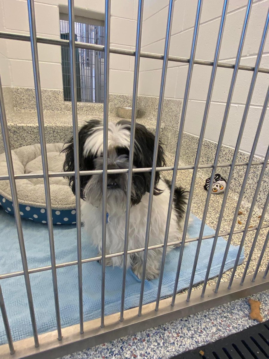 AmyHwang03's tweet photo. Some animals found at the Foothills Animal Shelter - this is a THREAD with multiple photos - please scroll through to see if you recognize one of these animals! #marshallfire #colorado #lostpetsCO https://t.co/674A5LiqnL