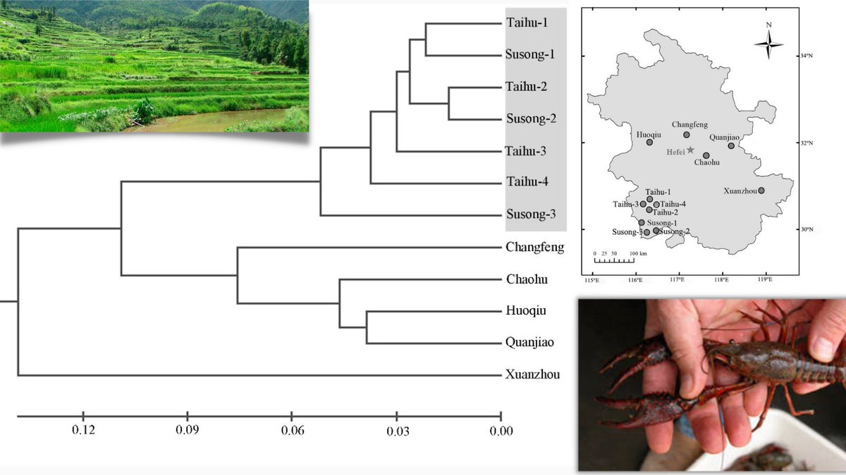 trjfas's tweet photo. The #genetic diversity of the Rice-crayfish Eco-farming in Anhui Province, #China 🇨🇳
Freely Available at ⬇️
https://t.co/ZLhnH9gdC4
#TAGEMJOURNALS #trjfas #science #fishci #farming #rice #crayfish #diversity https://t.co/g2oajpblxd