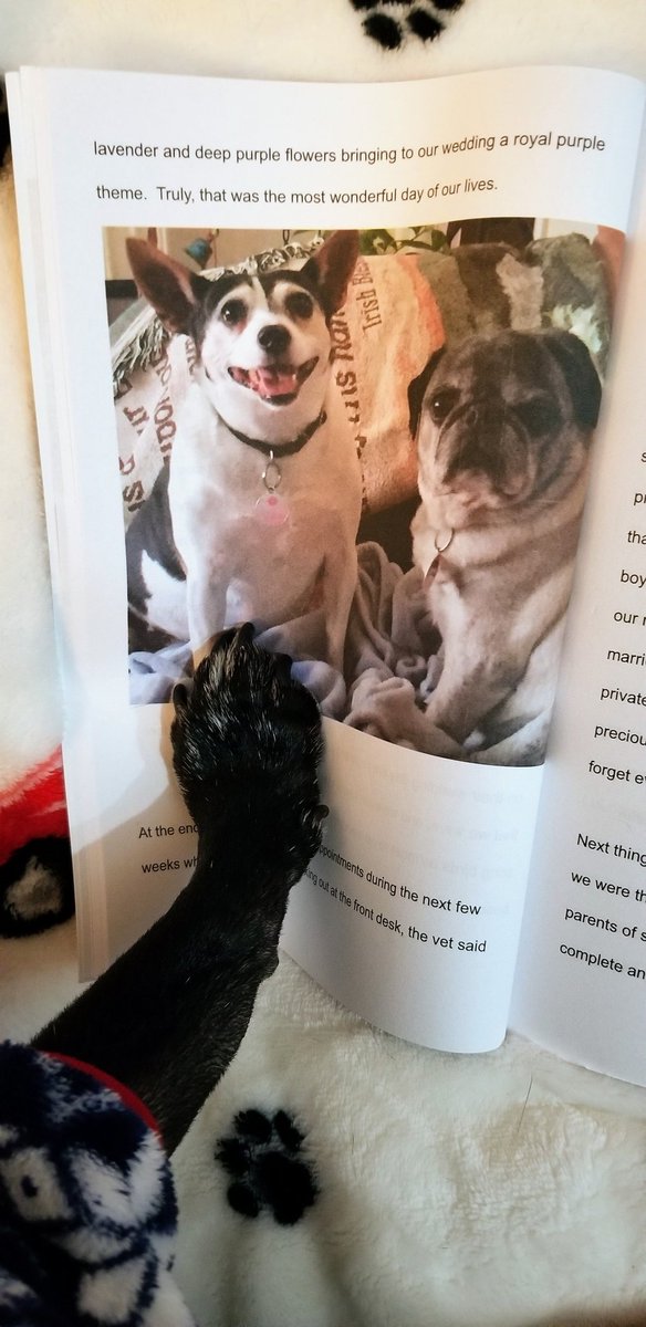 MisterPemberto1's tweet photo. Our wonderful friend Liz @SirSpencerPug wrote a beautiful book about our friends Spencer, Lulu and Tanner πππ check it out on Amazon ππππ #pug #puglife #pugs #pugsoftwitter #dogsoftwitter #books #pugbook https://t.co/9nGOFKjiu0