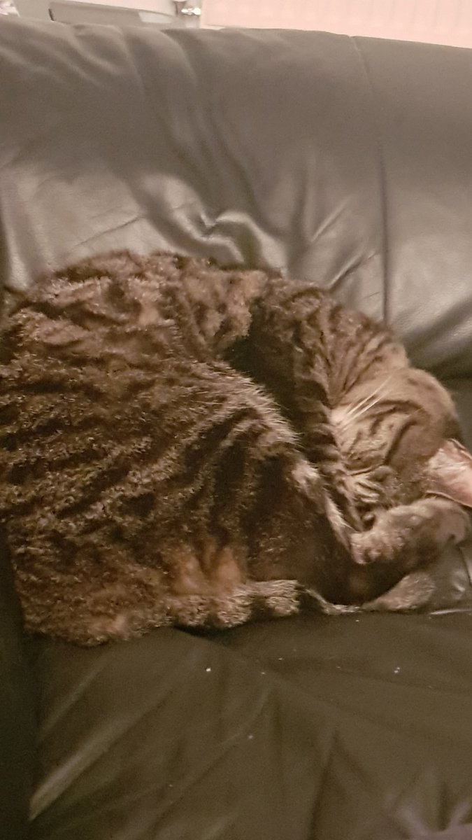 Twigbo2's tweet photo. Hide the nose #Caturday https://t.co/JnJlXGvoZ2