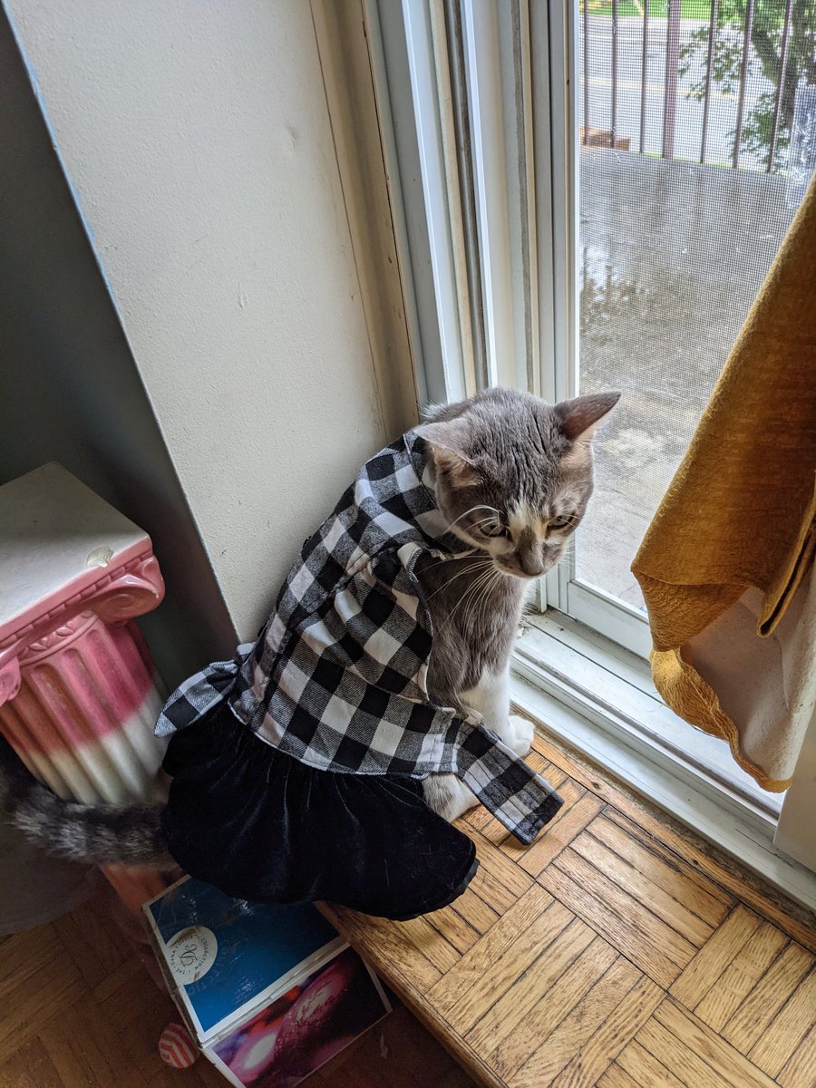 She loves watching the rain #cat #cats #catsagram #catstagram #instagood #kitten #kitty #kittens #pets #animal #animals #petstagram #petsagram #photooftheday #catsofinstagram #ilovemycat #instagramcats    #catoftheday #lovecats #furry  #lovekittens #adorable #catlover  #canada