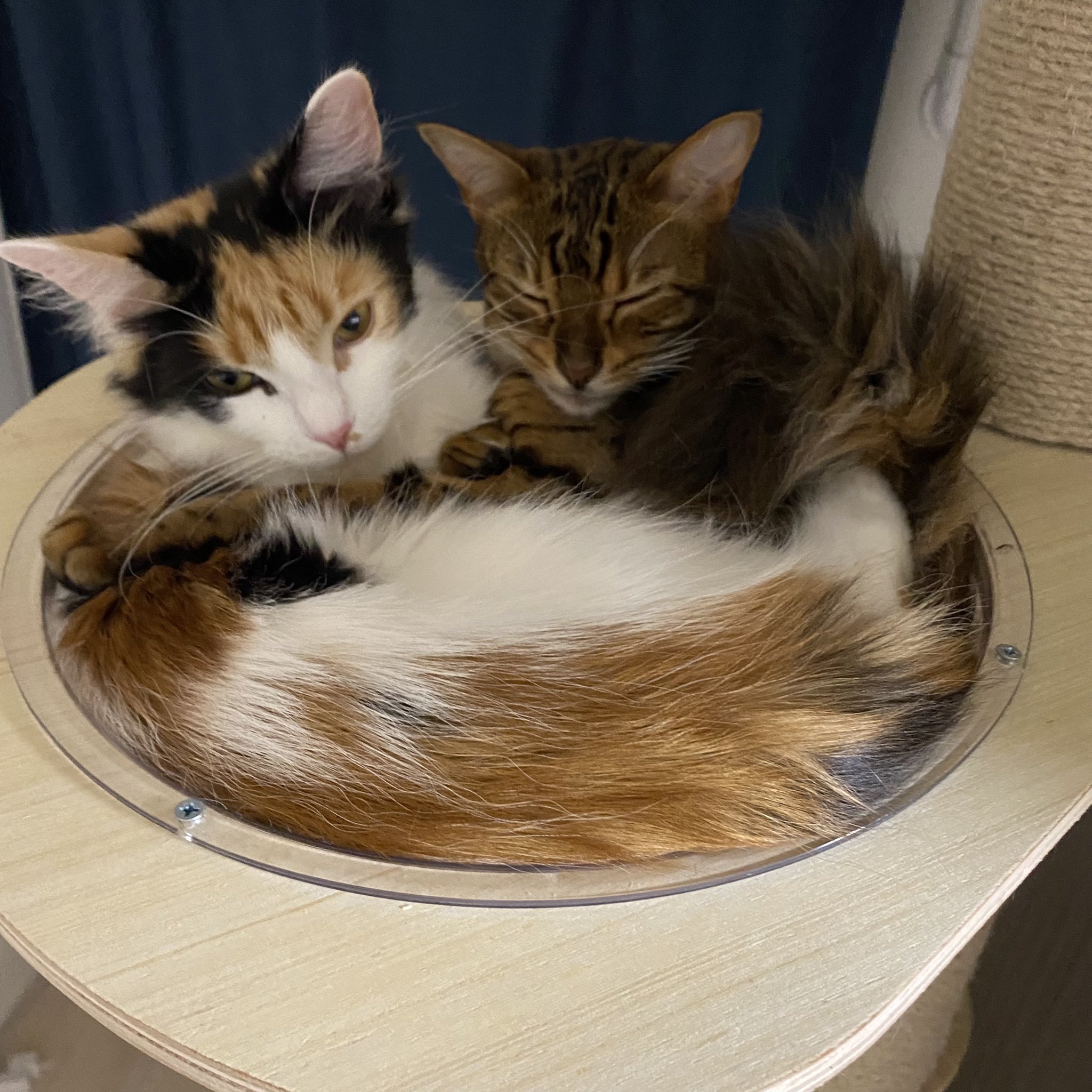 ねこきんぐ 2人仲良く寝てて 微笑ましいね W ナラとみい ベンガル ナラ メインクーン みい 女の子同士 仲良い 猫 子猫 T Co Hdaiozxmc6 Twitter