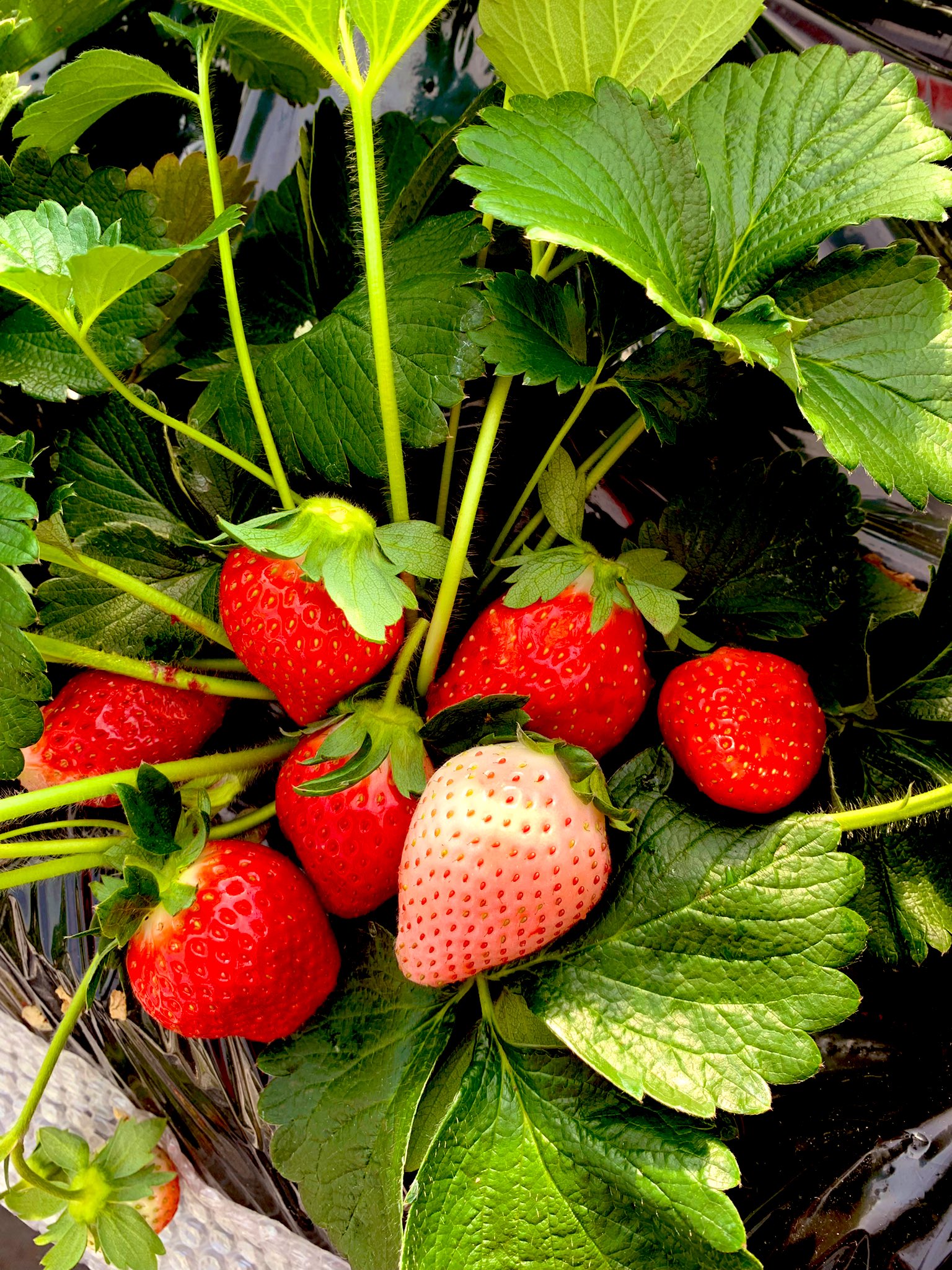 日光花いちもんめ Twitter Search Twitter