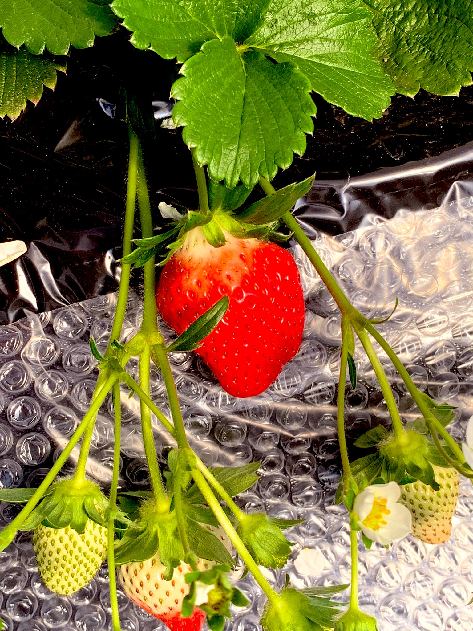 日光花いちもんめ Twitter Search Twitter