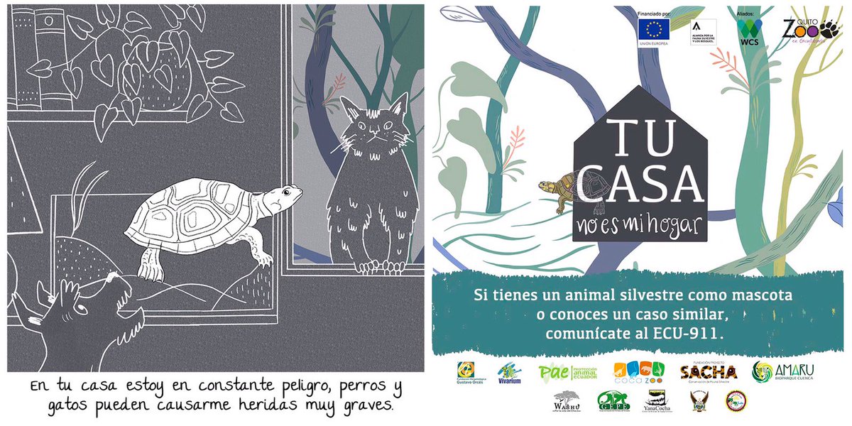 GEPE_ecuador's tweet photo. #TuCasaNoEsMiHábitat | El tráfico de fauna silvestre es una amenaza para la biodiversidad y la salud pública, ya que incrementa las posibilidades de contagio de enfermedades zoonóticas y de futuras pandemias. 
¡No compres animales silvestres como mascotas! 
@wcsecuador, @QuitoZoo https://t.co/FIDvXUUHaO