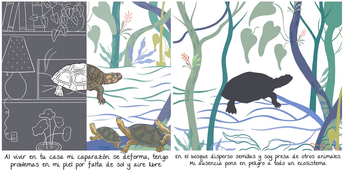 GEPE_ecuador's tweet photo. #TuCasaNoEsMiHábitat | El tráfico de fauna silvestre es una amenaza para la biodiversidad y la salud pública, ya que incrementa las posibilidades de contagio de enfermedades zoonóticas y de futuras pandemias. 
¡No compres animales silvestres como mascotas! 
@wcsecuador, @QuitoZoo https://t.co/FIDvXUUHaO