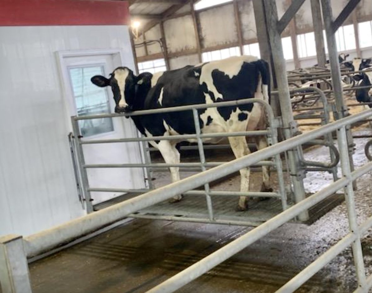 Happy New Year! #Goldenbaydairy