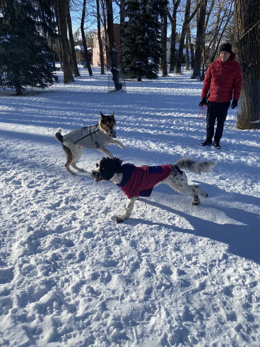 DrMarthaGulati's tweet image. I don’t know that I can too that cuteness of Herc but #BinkleyLove &amp;amp; #CocoBella don’t want to be left out of the dog party!