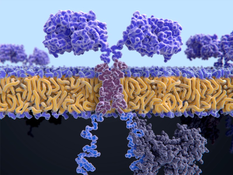 NatureBiotech's tweet photo. Off-the-shelf allogeneic approaches can potentially treat thousands of patients from a single batch of engineered CAR-T cells instead of having to make an individualized therapy for each patient. But those gains in cost, speed and utility come at a price https://t.co/X7YuuwHgfj https://t.co/V6gpeWgMIT
