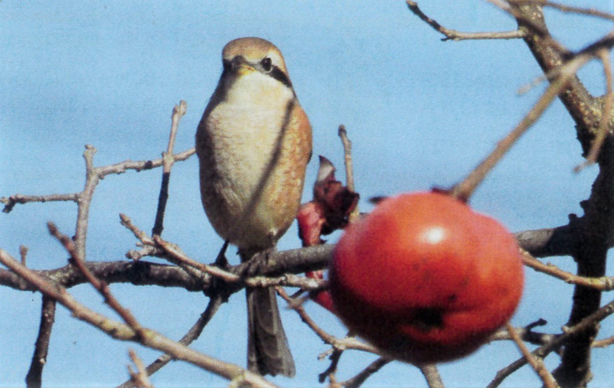 FBSupport3's tweet image. 2022年。
100年を経て醸成される　ことば　を探り出して語っていこう。

空っぽになってこそ生ずる余裕もまた新鮮なり。

（写真と句は信さん）
柿の実が
　　熟れた小枝で
　　　　　百舌の声