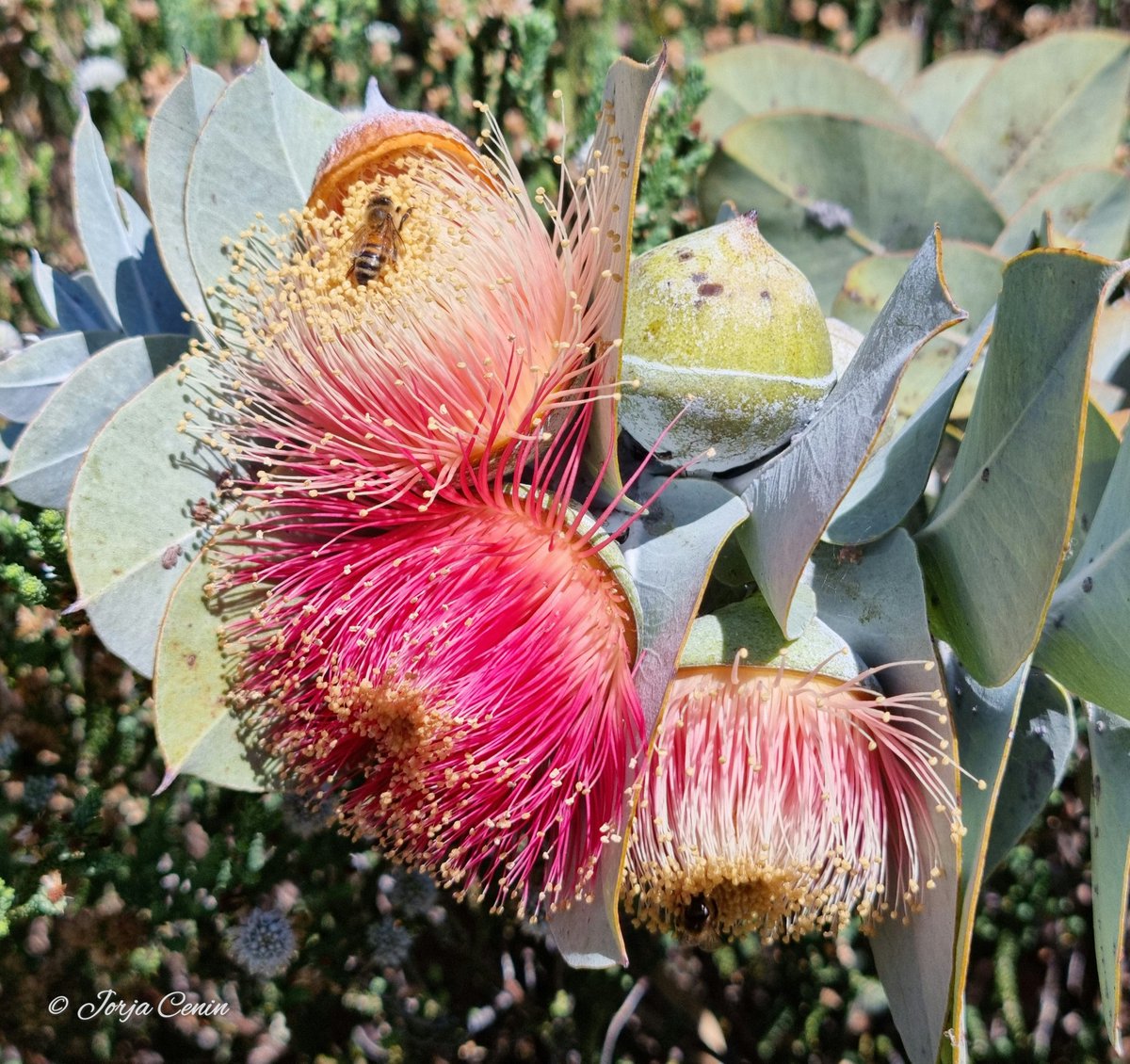 Eucalyptus macrocarpa subsp elachantha ❤  #eucbeaut #Mondayflowers #Flowers #beautiful