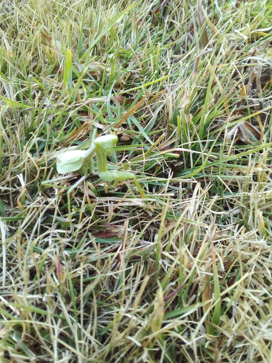 JLittleMexico's tweet photo. A preying mantis spotted at Cuicuilco pyramid https://t.co/GEflJlDXMU