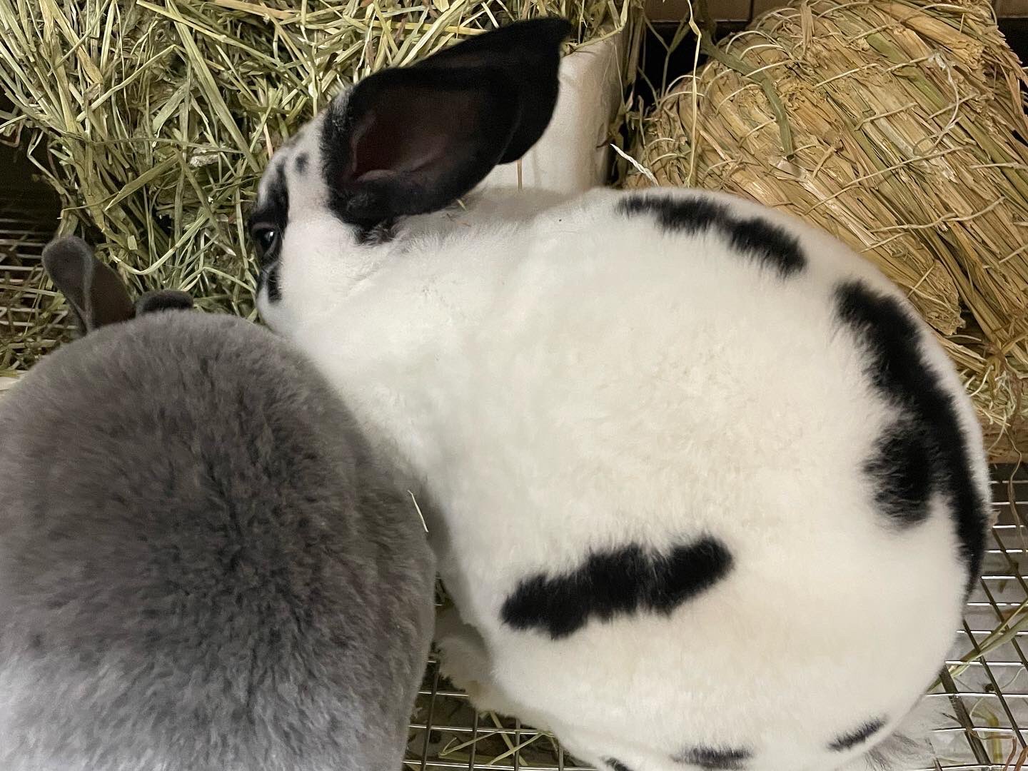 あんぷちあみ Un Petit Ami 新春大特価 ネザーランド ミニレッキス 2羽を大特価でご提供いたします 詳細は店舗までお問い合わせくださいませ ウサギ うさぎ うさぎ ホーランドロップ フレンチロップ ネザーランドドワーフ