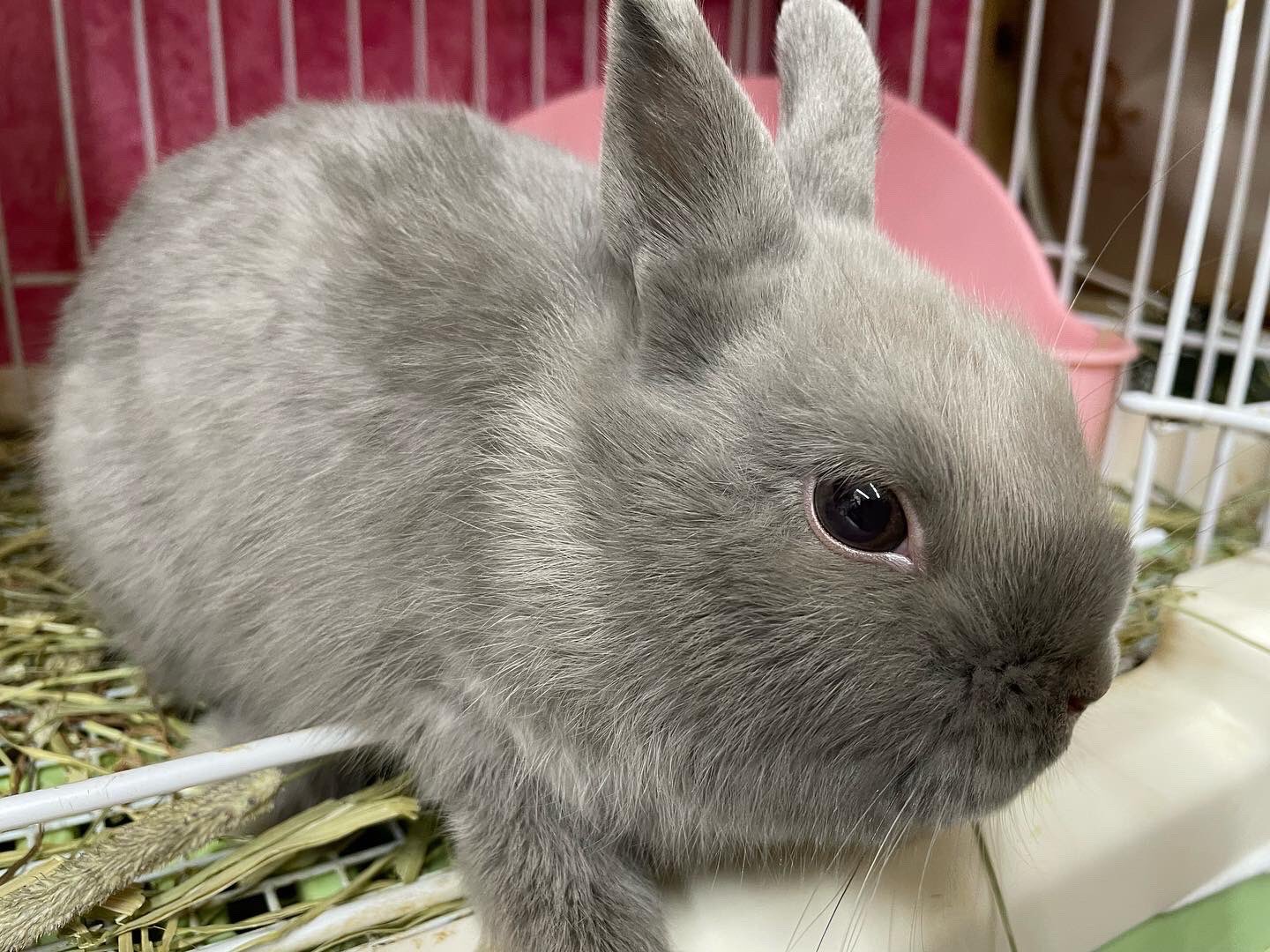 あんぷちあみ Un Petit Ami 新春大特価 ネザーランド ミニレッキス 2羽を大特価でご提供いたします 詳細は店舗までお問い合わせくださいませ ウサギ うさぎ うさぎ ホーランドロップ フレンチロップ ネザーランドドワーフ
