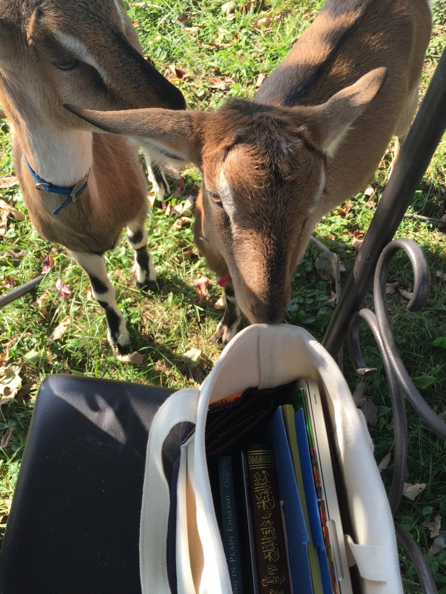 imanmbadawi's tweet photo. ﷽
Chicago is under snowfall, with low temperatures in the single digits, and I’m dreaming of these spring days when I would study outdoors with my inquisitive friends….
#photo_album https://t.co/0YeoBBEfJs