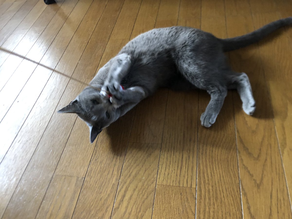 mizuti_PC's tweet photo. 最後の猫釣り https://t.co/WIBEJ8IZOn