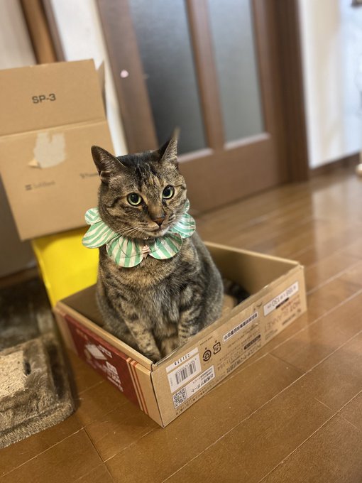 Twitterのコスプレ画像12