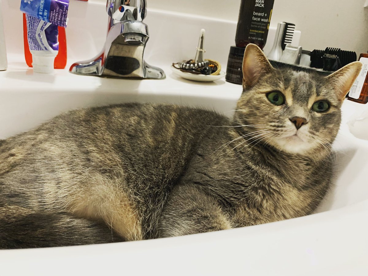 Lola wasn’t thrilled about her early morning photo shoot — Why the sink?! 

#CatsOfTwitter #catmom #dilutetortie #domesticshorthair #rescuecat #smallrescue #rescuemom