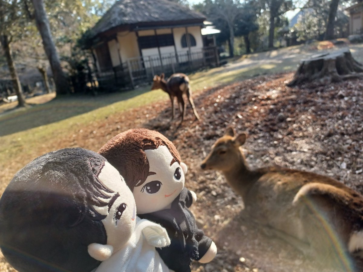 paundaroll's tweet photo. Deers, deers and dears 🧡🤍

#kiddosdayout
#ปอนด์ภูวินทร์ 
#ppnaravit #phuwintang
#nara🦌 #奈良 https://t.co/NJVmj88lGf