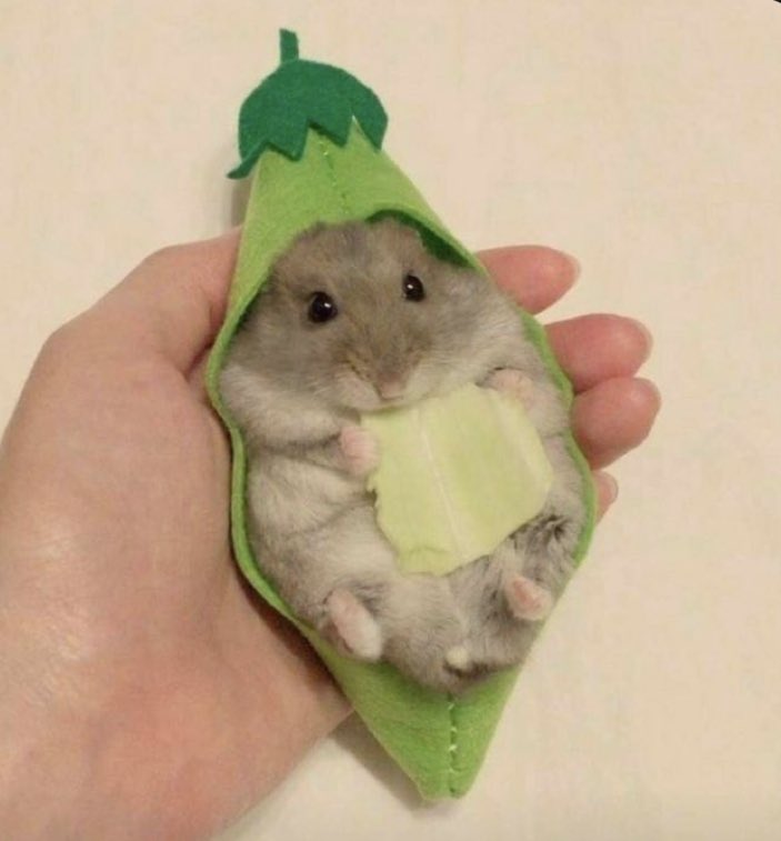 shroomlightt's tweet photo. ik this is a hamster but i felt like he should be included

end of thread :] https://t.co/mPjVhVcWg9