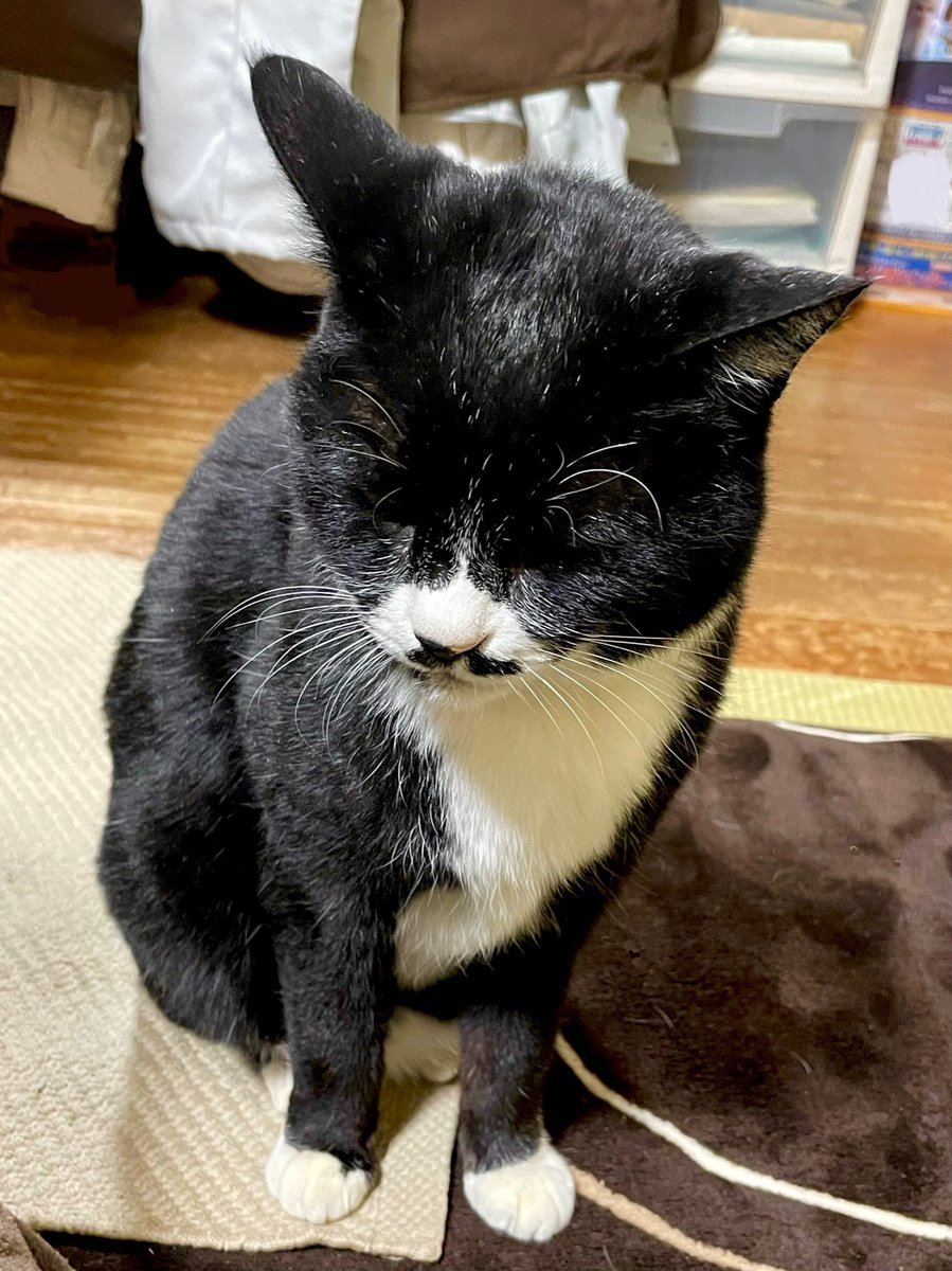 大晦日 眠いのに人間に付き合って一生懸命起きていた猫さんのお写真 抱きしめたい うちの猫も Togetter