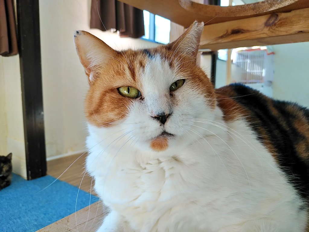 狭山市 猫カフェ Funnycat Funnycatcafe Twitter