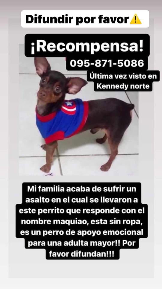 tumadrepunto's tweet photo. Por qué se tienen que robar hasta los perritos de las familias estos criminales!!!? Qué es esto!!!? Qué angustia y dolor no saber de tu animalito!!! Por favor #RT para encontrar a Maquiao. Esperemos que alguien lo reconozca. https://t.co/5eymG1qqSe
