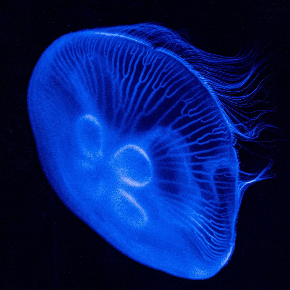 When you realise that jellyfish look like actual phylogenetic trees and start obsessing over it …#phylogenetictree