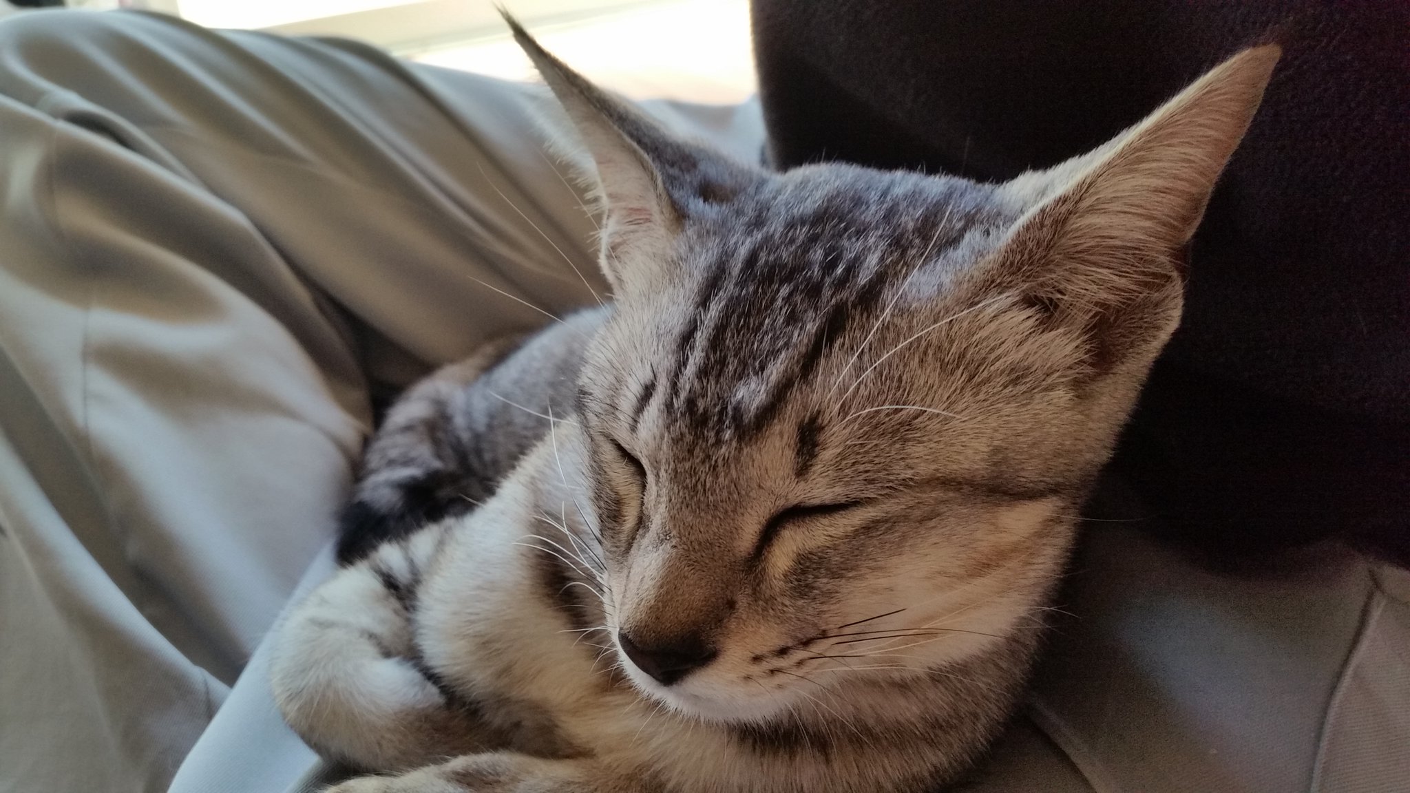 تويتر 田舎大好き人間 على تويتر 足が痺れた 膝の上の猫 膝の上で寝る猫 猫との生活 T Co Wgtew9wud0