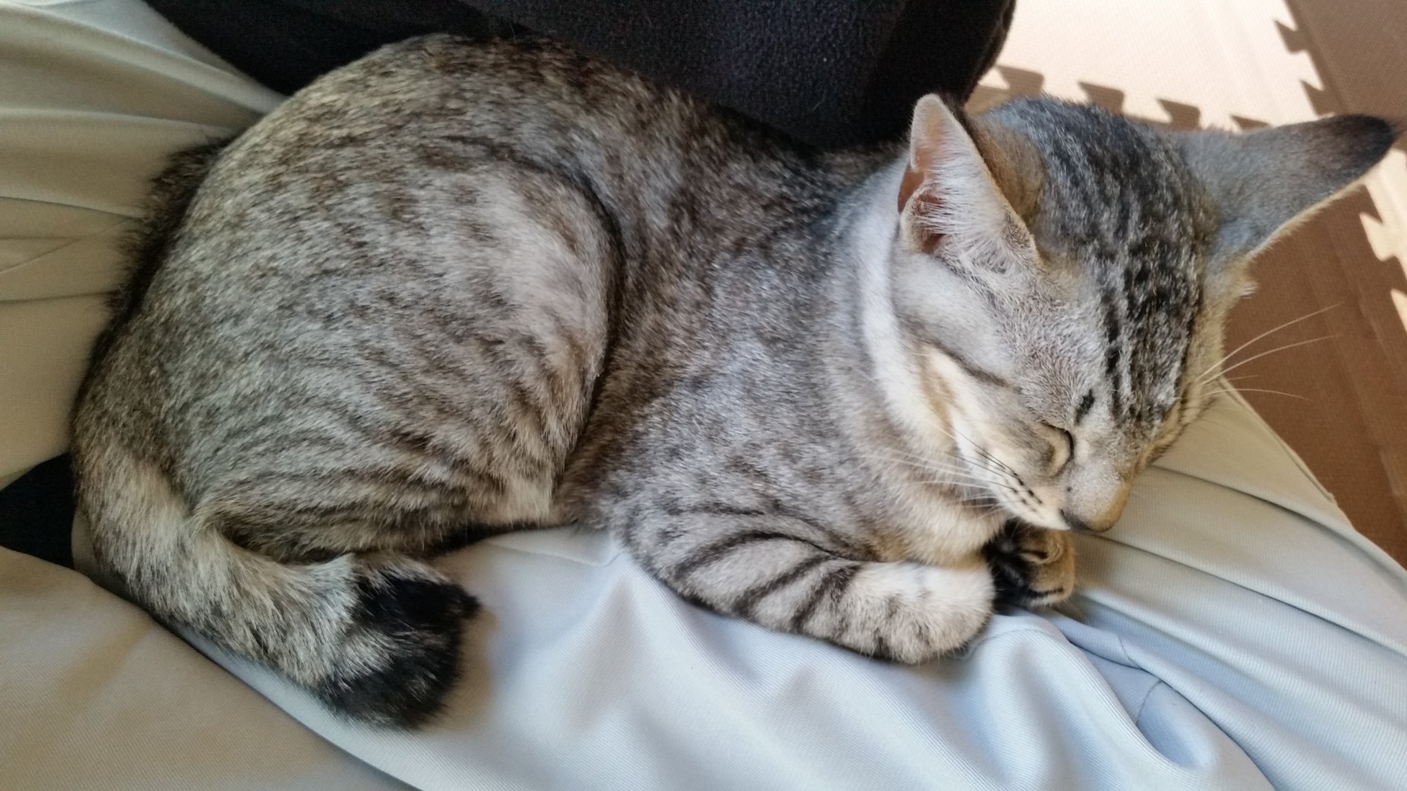 تويتر 田舎大好き人間 على تويتر 足が痺れた 膝の上の猫 膝の上で寝る猫 猫との生活 T Co Wgtew9wud0