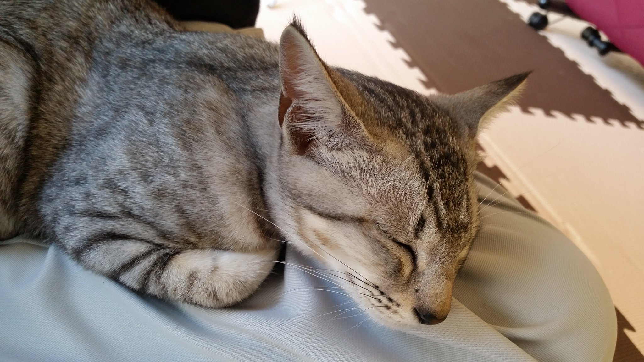 تويتر 田舎大好き人間 على تويتر 足が痺れた 膝の上の猫 膝の上で寝る猫 猫との生活 T Co Wgtew9wud0