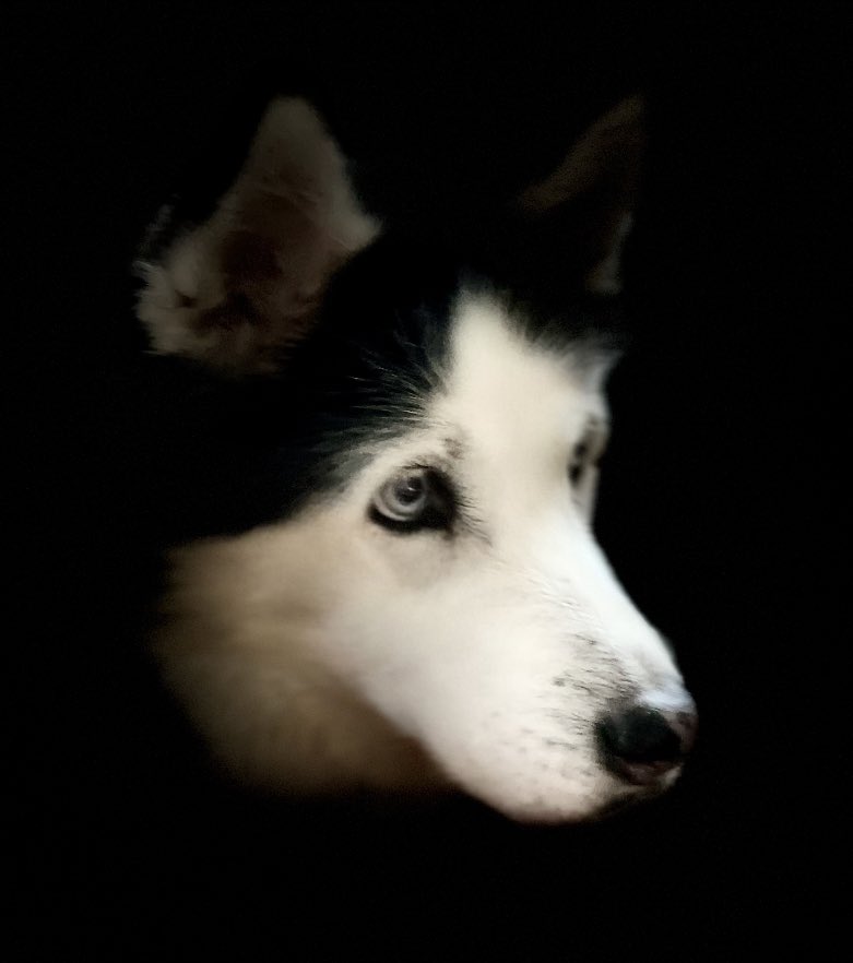 InamdarPathak's tweet photo. 🥳 Happy new year! My 2022 resolution is to be more like my sweet husky
live in the moment
Walk and play daily
Don’t hold grudges
Be with family (at 13 years she mostly 😴 but she does it wherever her family is)
#dogsoftwitter #NewYearsResolution https://t.co/1rcS2KRiUF