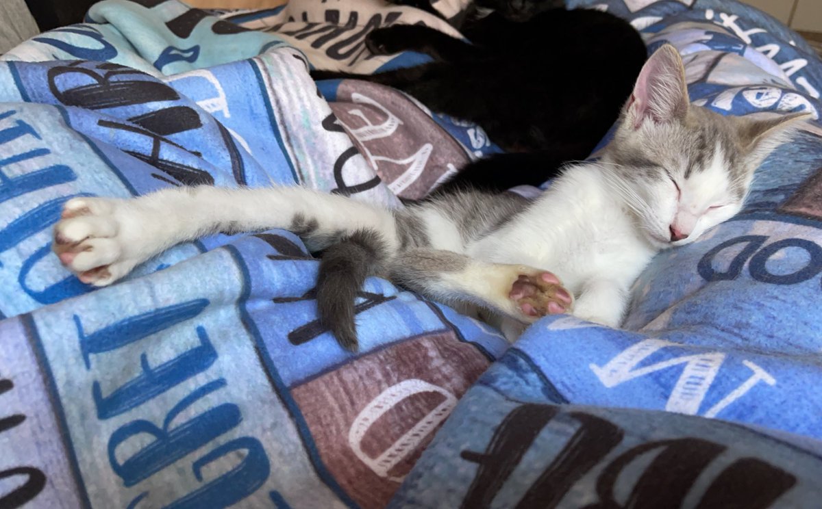 HalWal123's tweet photo. Nun just nappin https://t.co/48BFtttgiZ