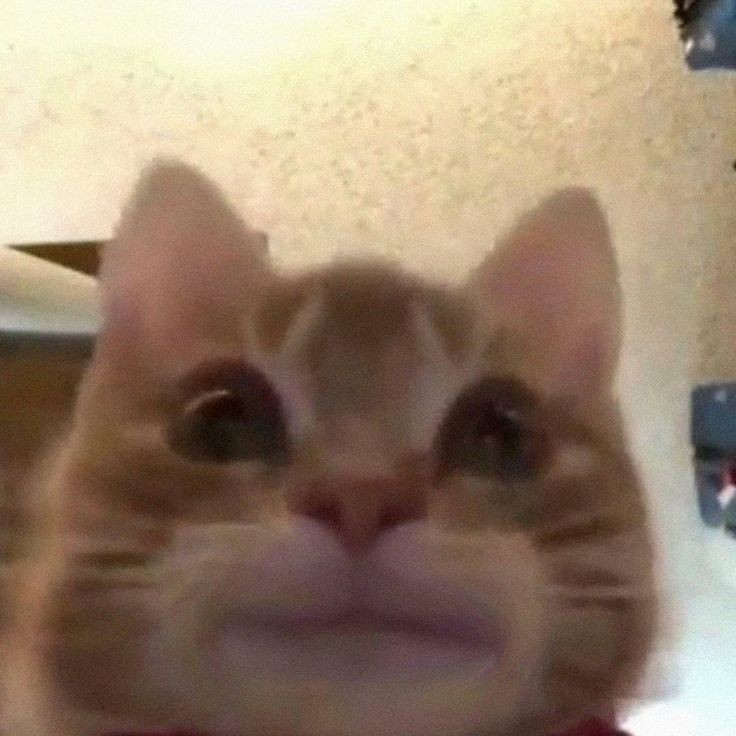 iosonomadi's tweet photo. guys, i don't know how this app works. i mean, where can i see memes? i can't dm people and the design is soooo complicated. https://t.co/hlP50ocsdX