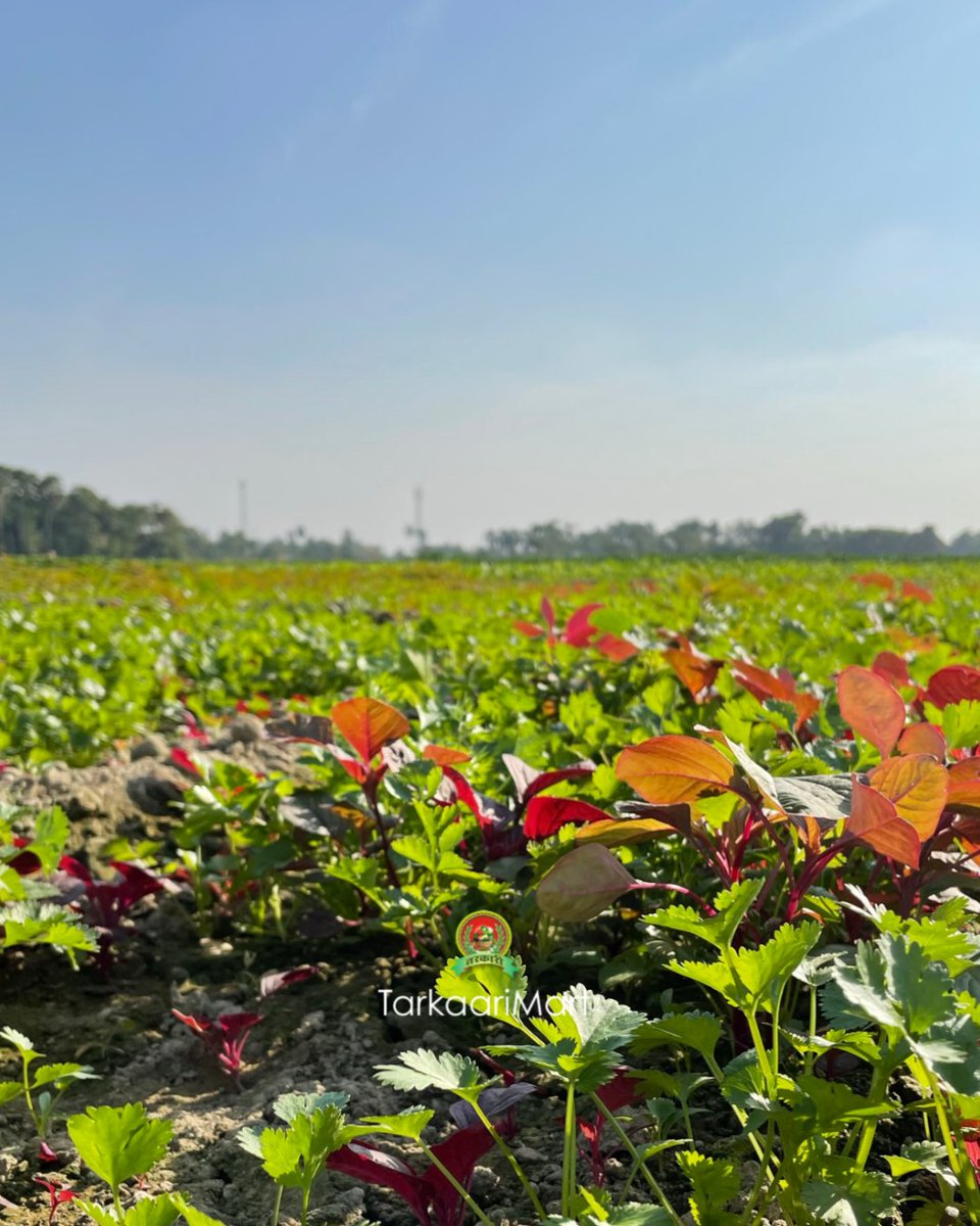 brandtarkaari's tweet photo. Lets admire the true beauty...Our Indian Farm Fields.
#india #farminglife #farm #indianfields #indianfarming https://t.co/mNSI2bnDRr