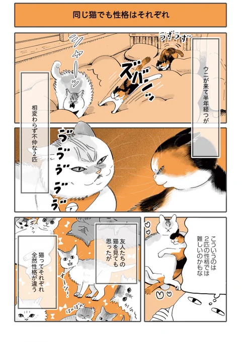 猫漫画

『繊細ビビりネコと
部活に入った方がいいネコ』

(2/1) 