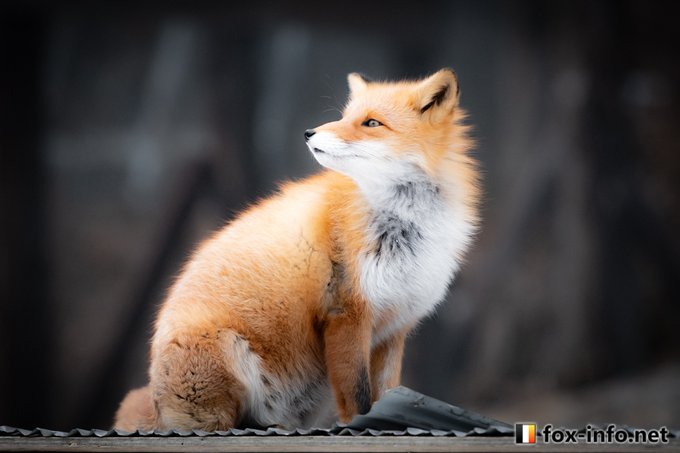 キツネ写真館 きつね飼養中さん の人気ツイート 9 Whotwi グラフィカルtwitter分析