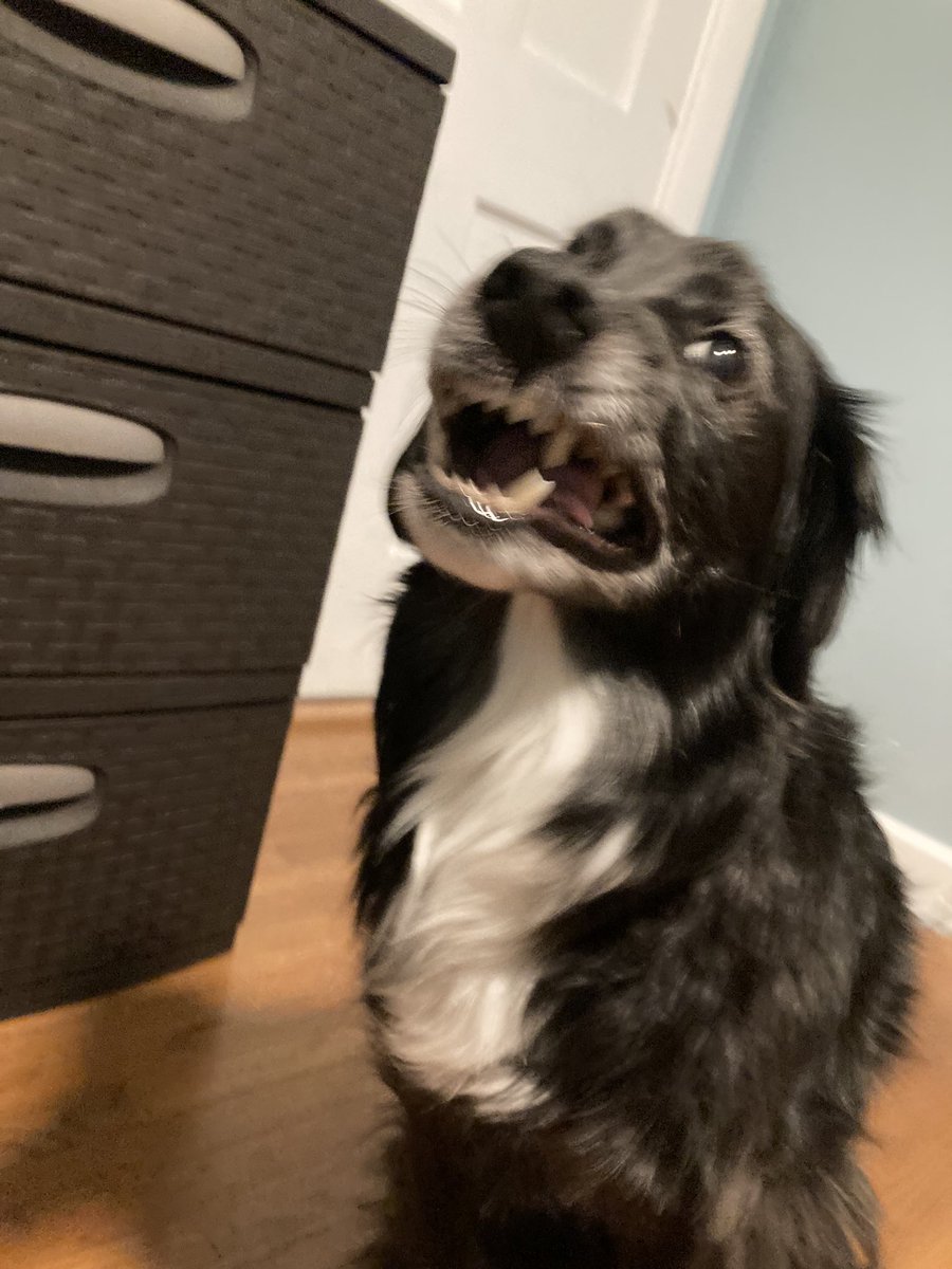 mossfoxes's tweet photo. I know I haven’t been too active lately but I had to share these pics of my dog with the world. https://t.co/B6RkOjrDfs