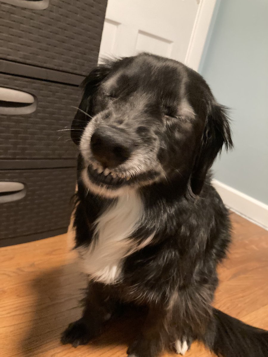 mossfoxes's tweet photo. I know I haven’t been too active lately but I had to share these pics of my dog with the world. https://t.co/B6RkOjrDfs