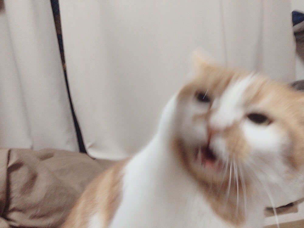 噛み付く猫 Twitter Search Twitter