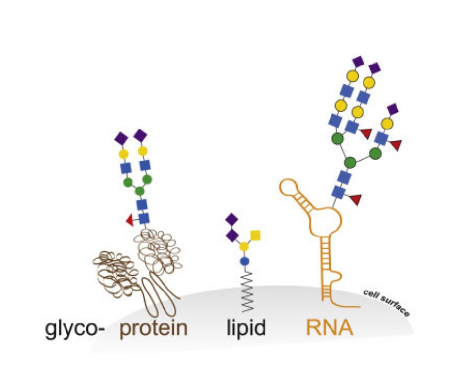 Could #glycan be the Molecule of the Year?

Meet the 2021 Molecules of the Year! Read Chemical &amp; Engineering News (C&amp;EN) roundup of the molecules and vote for your favorite:
cen.acs.org/content/cen/ar…
